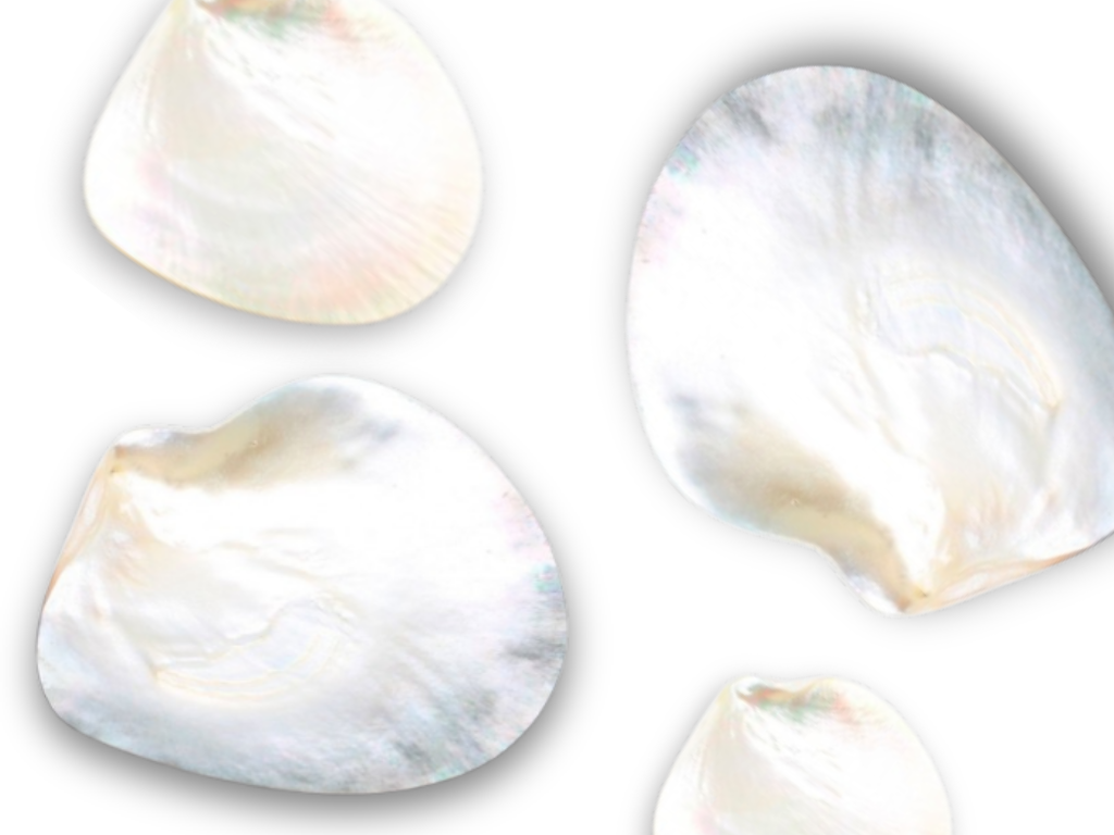 Shinning Mother of Pearl
