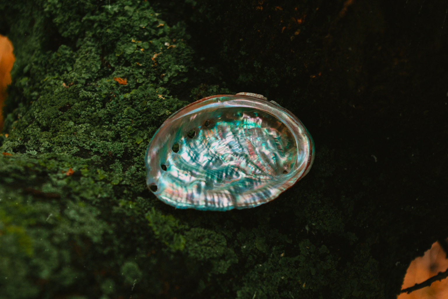 What Is Abalone? Exploring Its Meaning and Gift Inspirations